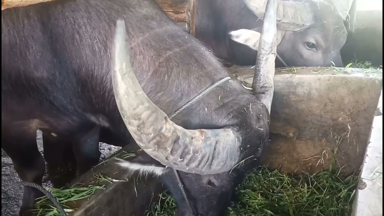 Mengunjungi kandang kerbau As langer super jumbo 1 ekor 68 jt