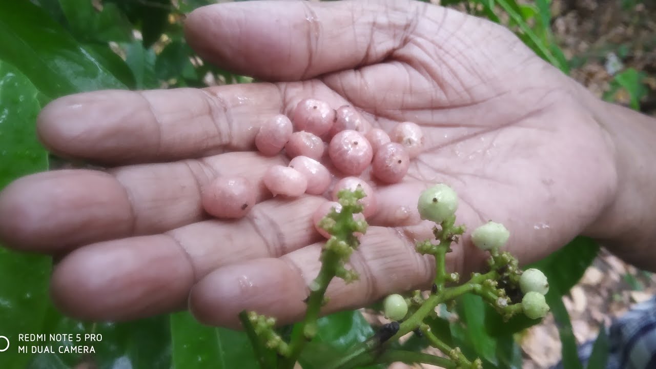 Gin Berry Fruit or Orange berry. Glycosmis Pentaphylla. The fruit taste like  gin and orange.