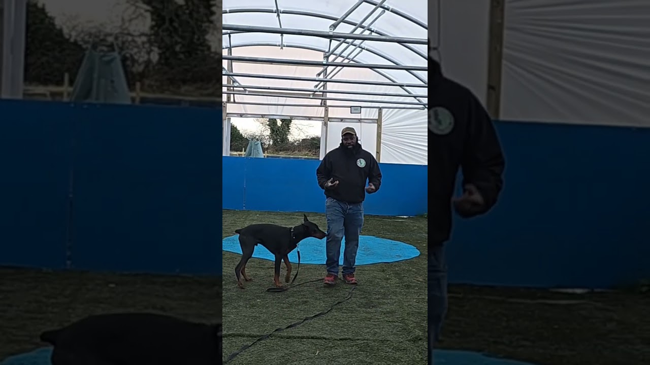 food vs toy