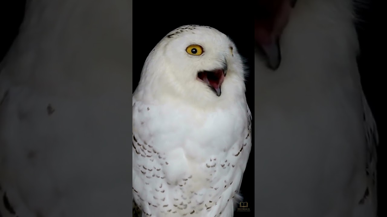 🦉❄️ Coruja-das-Neves: A Guardiã Silenciosa do Ártico! 😍✨