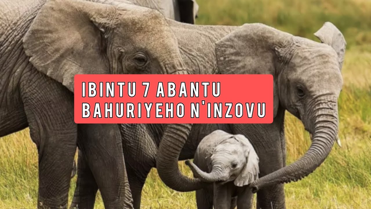 Inzovu zigira Ubutasi buhambaye‼️| Dore Ibintu 7 zihuriyeho n'abantu 🤔Biratangaje🤔