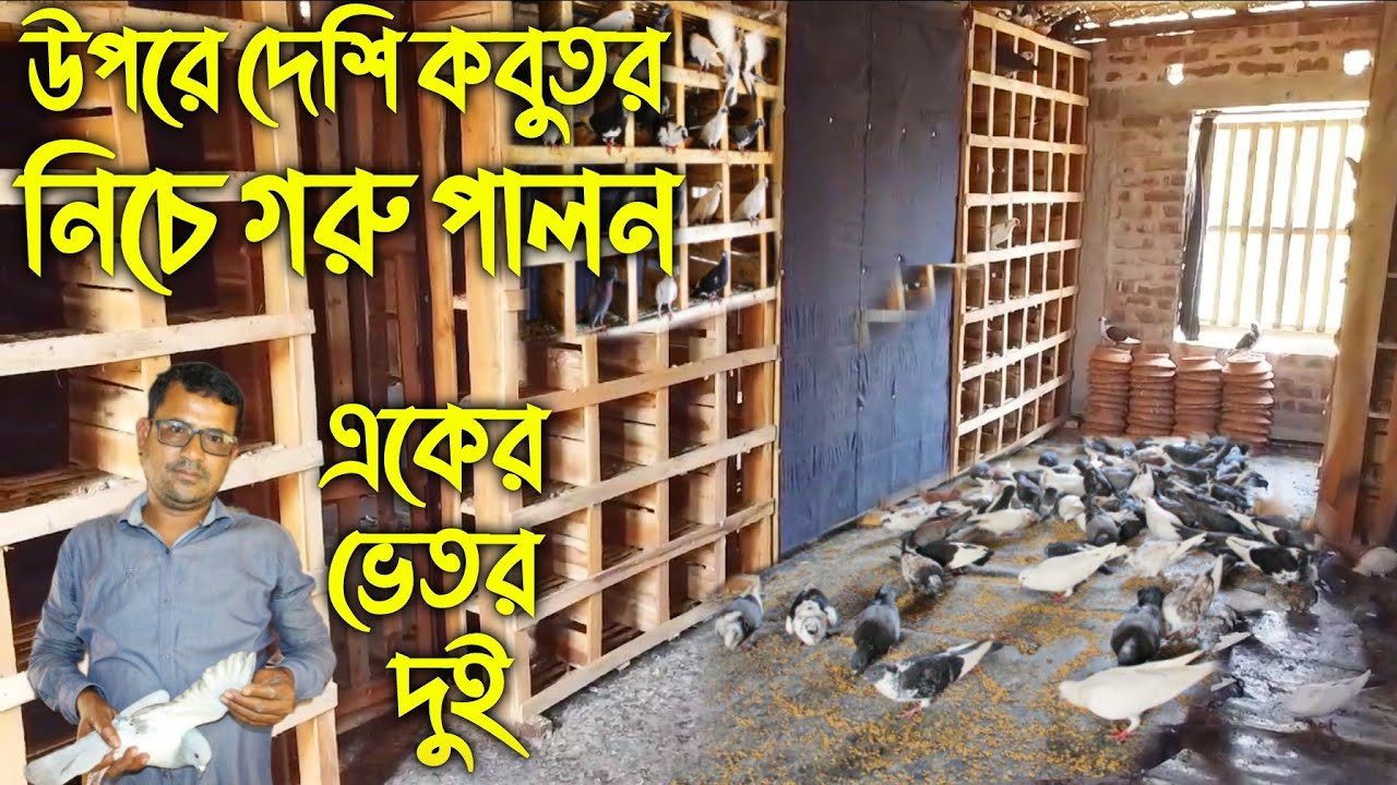 #82 উপরে দেশি কবুতর নিচে গরু পালন করে সফল স্কুল শিক্ষক।  সহজে কবুতর পালন