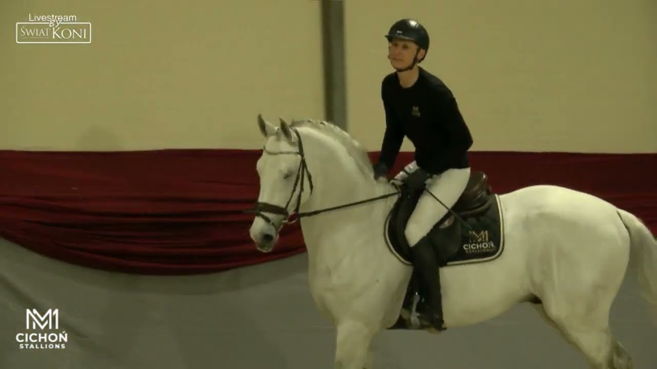 Caroly (Calido x Contendro)