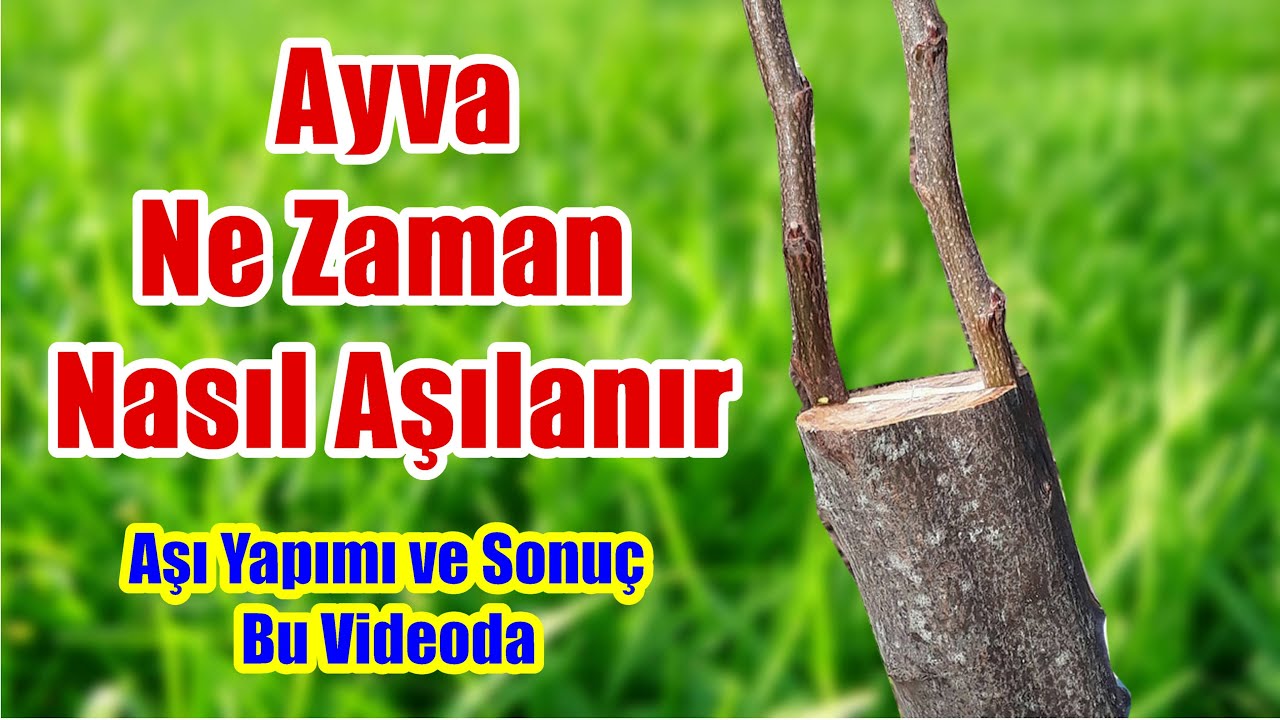 Ayva nasıl aşılanır / Yarma Aşı / Ayva aşısı
