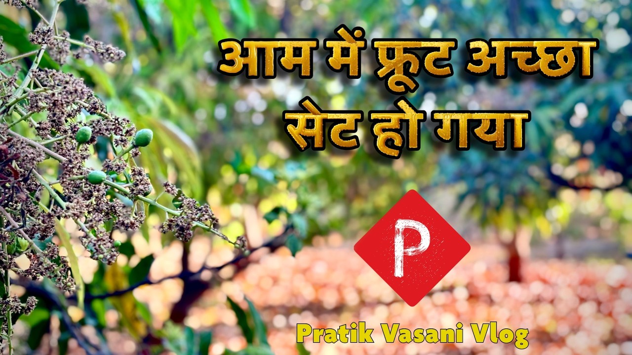 आम में फ्रूट अच्छा सेट हो गया 👍 