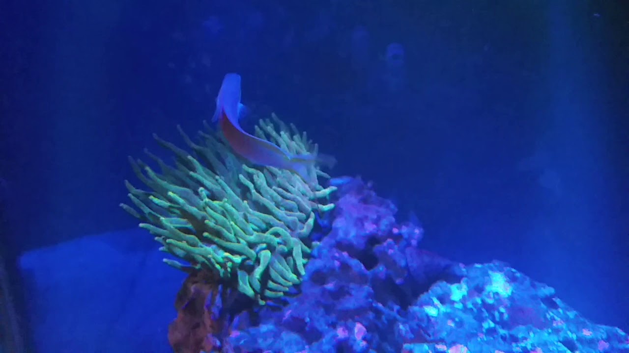 Bumblebee snails