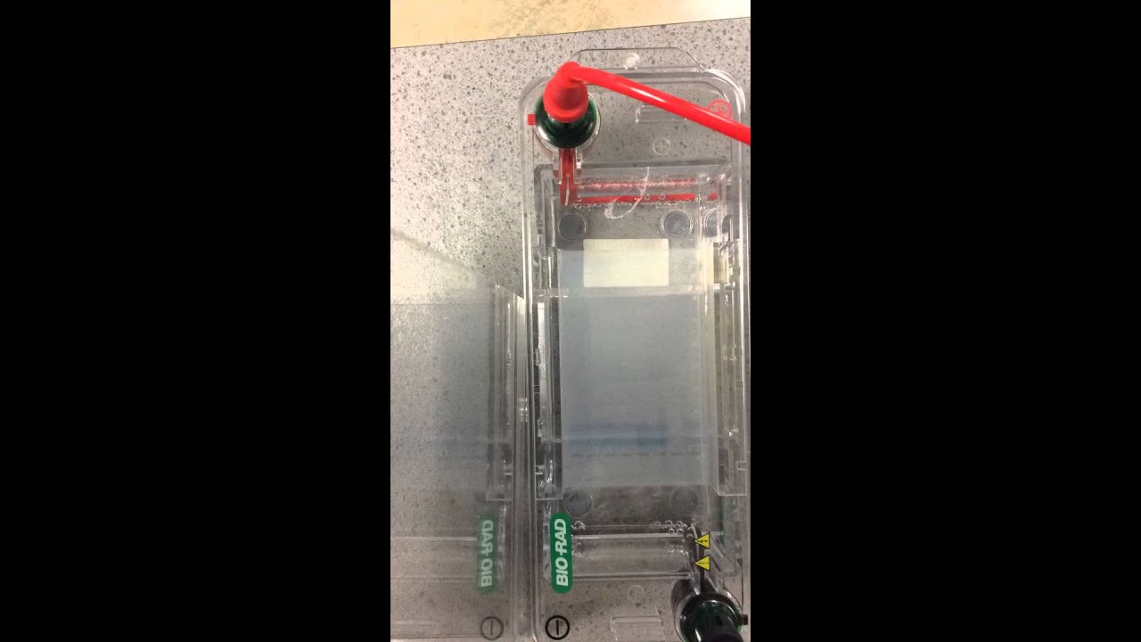Gel Electrophoresis of induced HL-60 cells (DNA laddering)