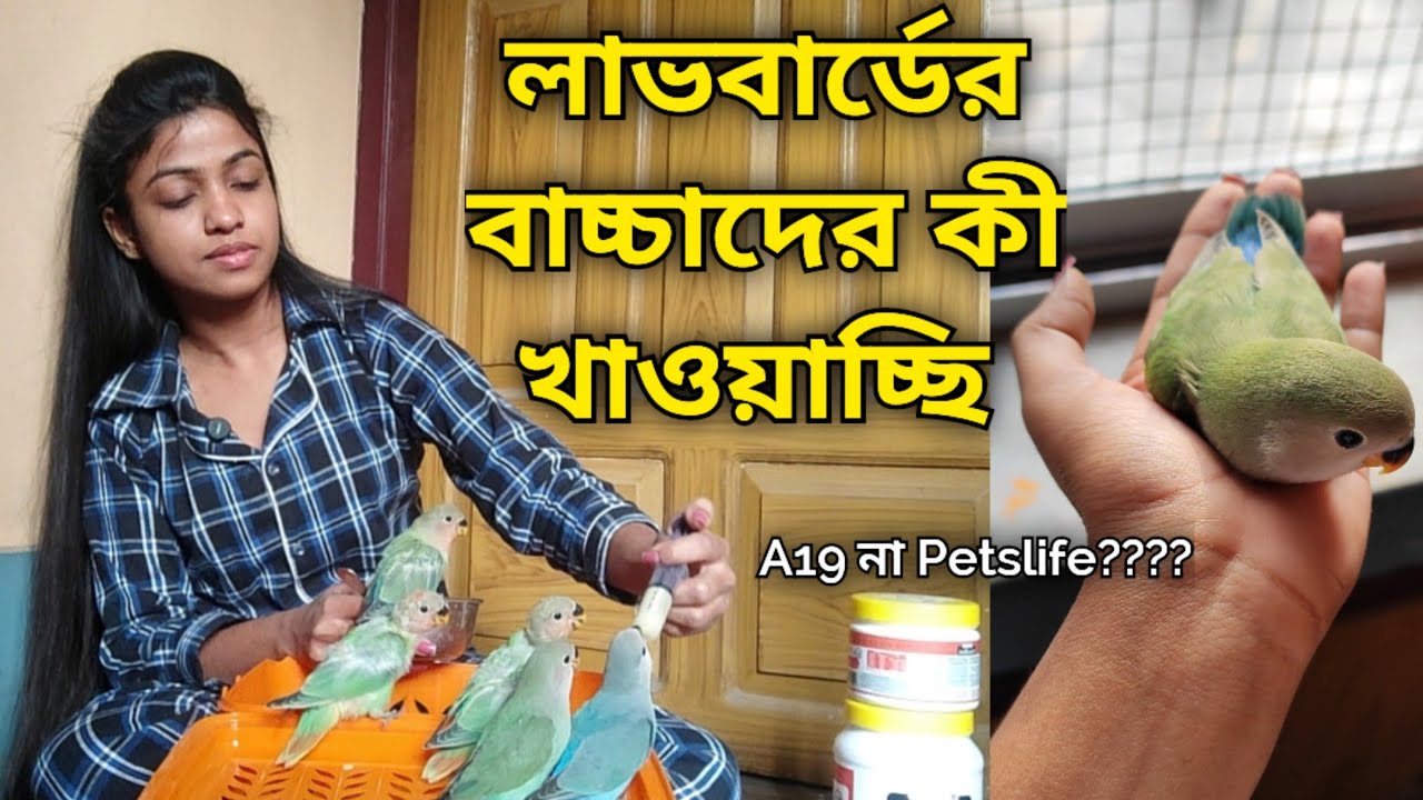।।লাভবার্ডের বাচ্চাদের কী খাওয়াচ্ছি ❤️🧿।।দিনে ওদের কতবার হ্যান্ডফিড দি।।Lovebird babies of My House