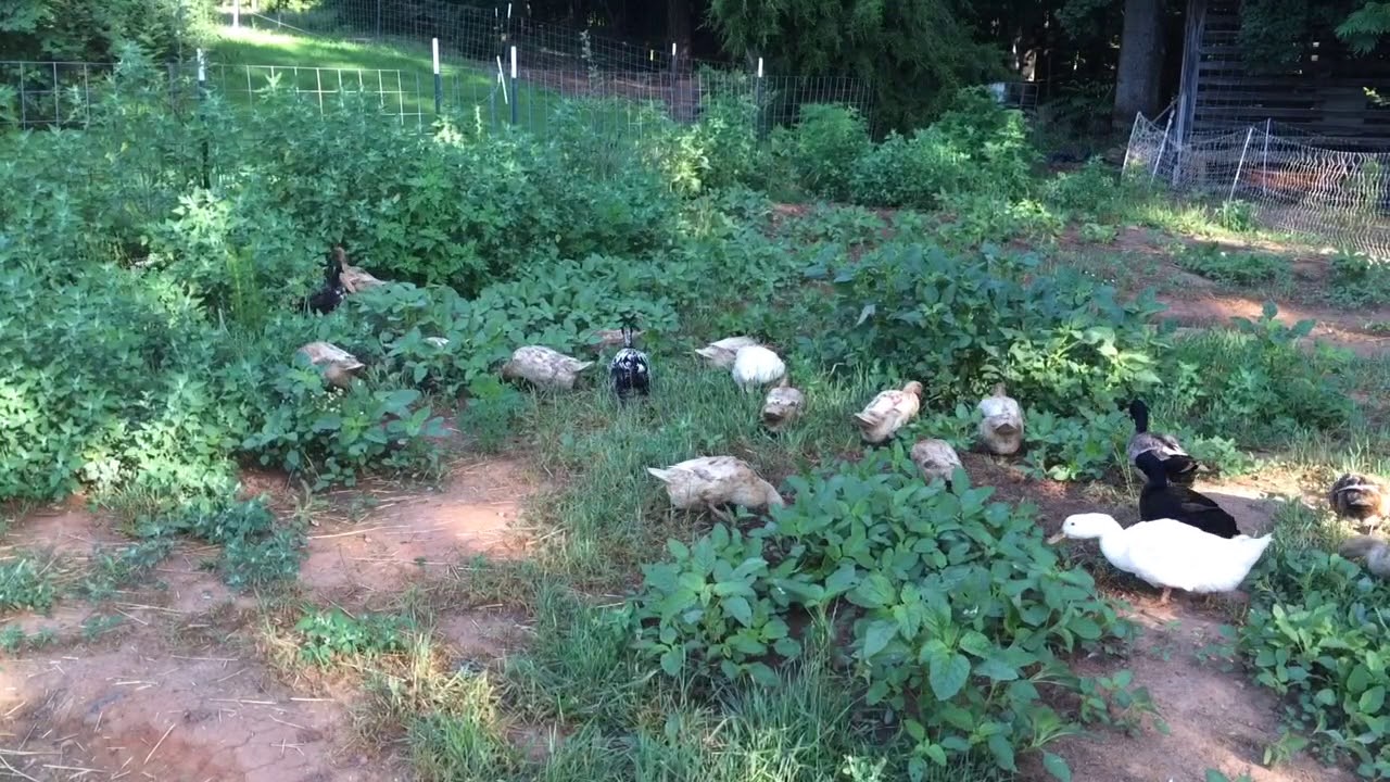 Free Range Ducks @ KW Homestead