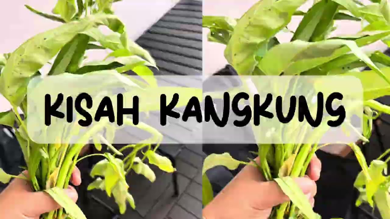 First time tanam kangkung!
