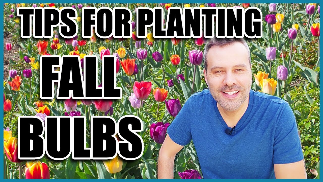 Tips for Planting Fall Bulbs (Spring Flowering)