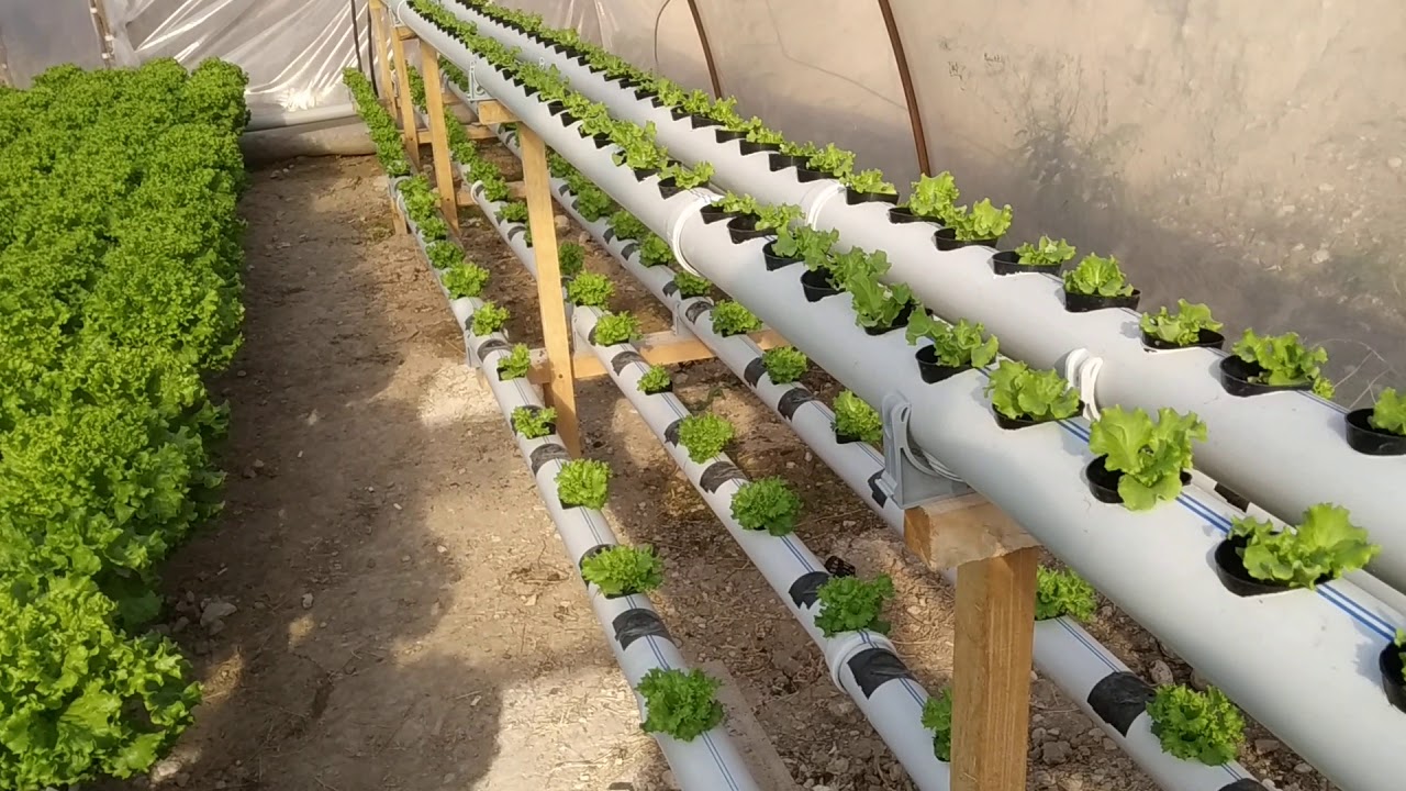 15 günde kıvırcık hasatı. 3 üncü kademe ekimi yapıldı.