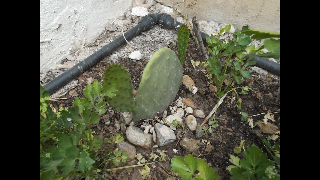 Palera o chumbera. Siembra y nacimiento de 2 palas.
