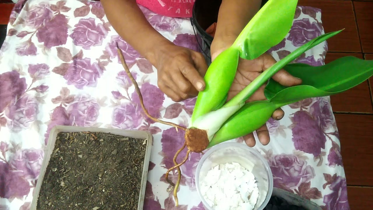 como plantar pacova ou babosa de pau