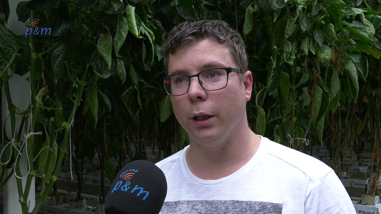 Paprikateler gooit miljoenen paprika's weg