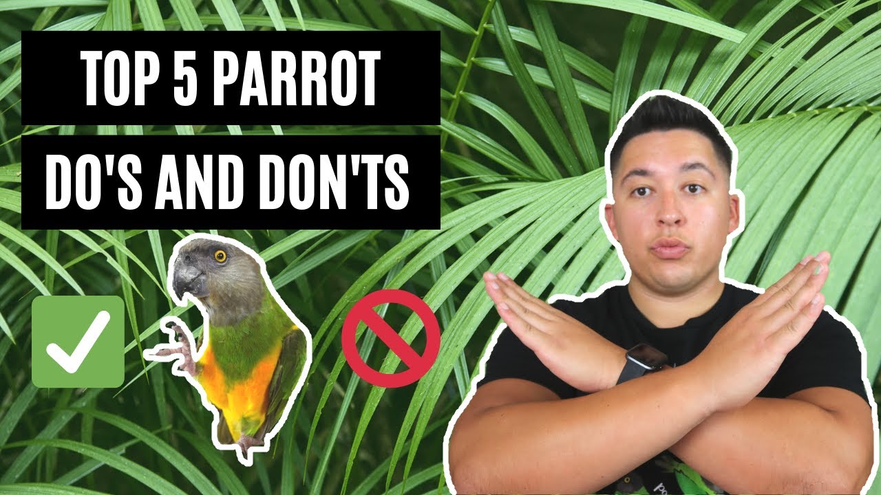 Top 5 Do's and Don'ts With Parrots | Are You Making These Mistakes?