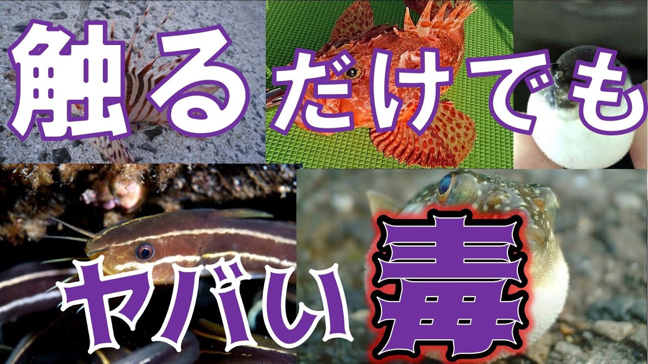 堤防でも危険！釣れてしまう毒魚8選！【食べても触ってもアウト】