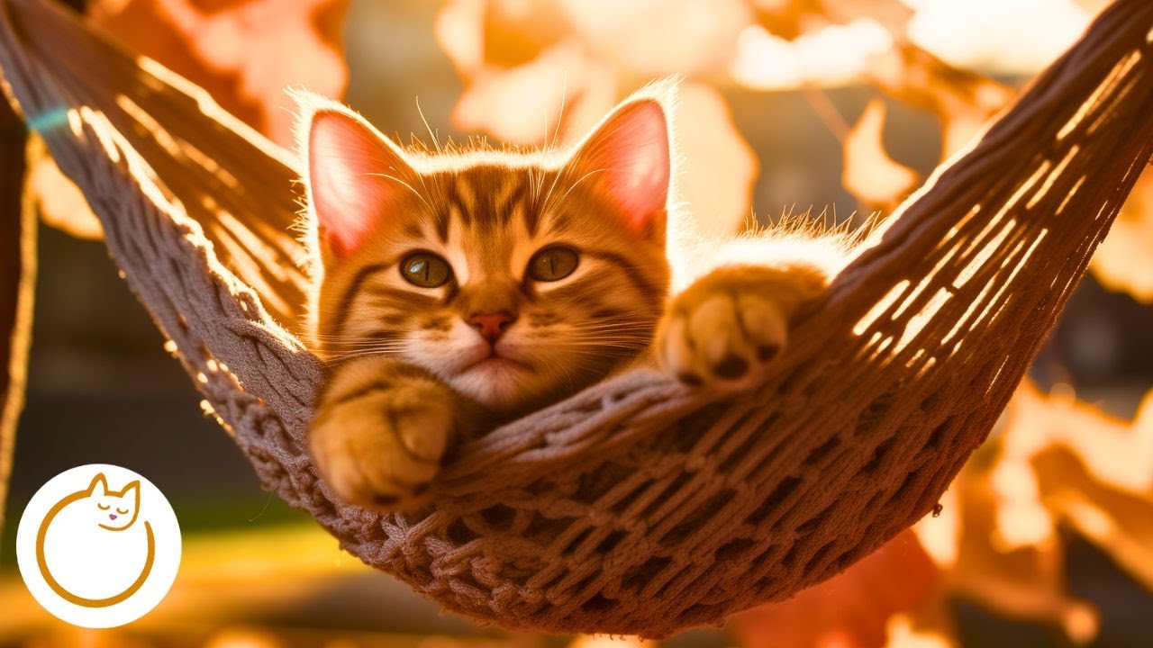 Музыка для кошек &laquo;Один дома&raquo; &mdash;успокаивающие песни, которые помогут БЫСТРО ОСТАНОВИТЬ тревогу разлуки