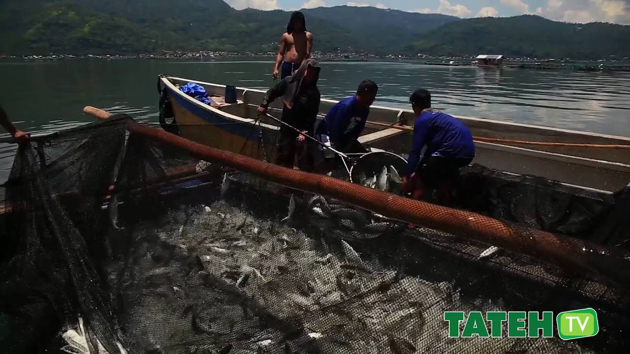 Bangus Cage Culture in Taal Lake | TatehTV Episode 10