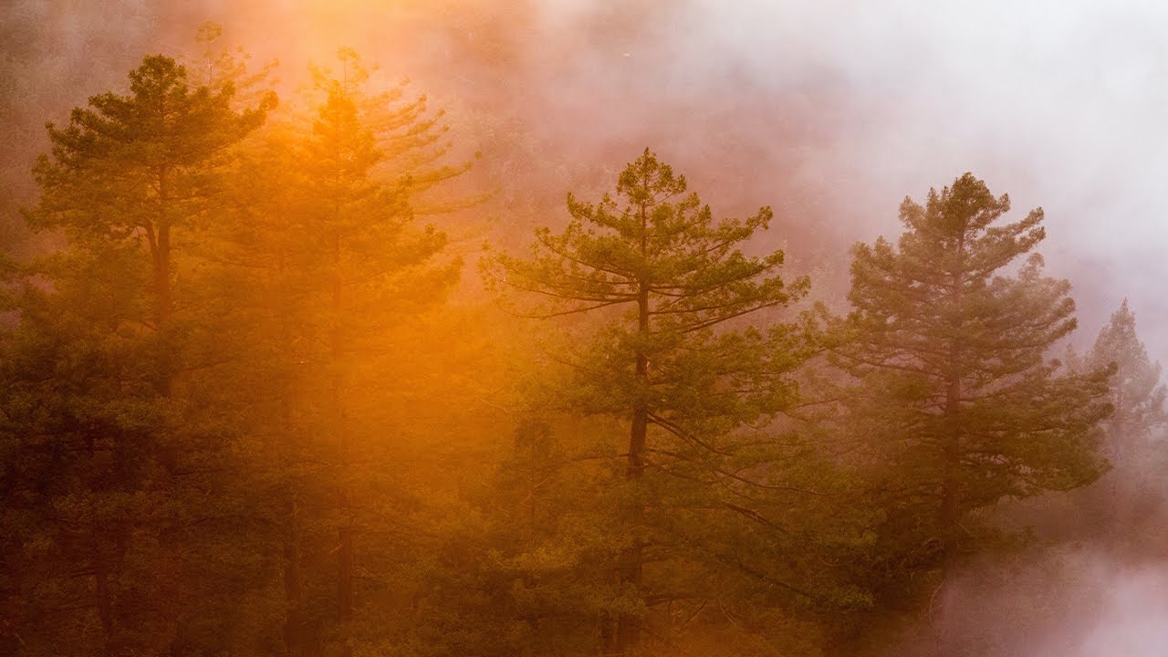 On Integral Psychedelic Therapy with Jason Butler, Genesee Herzberg, & Gisele Fernandes-Osterhold