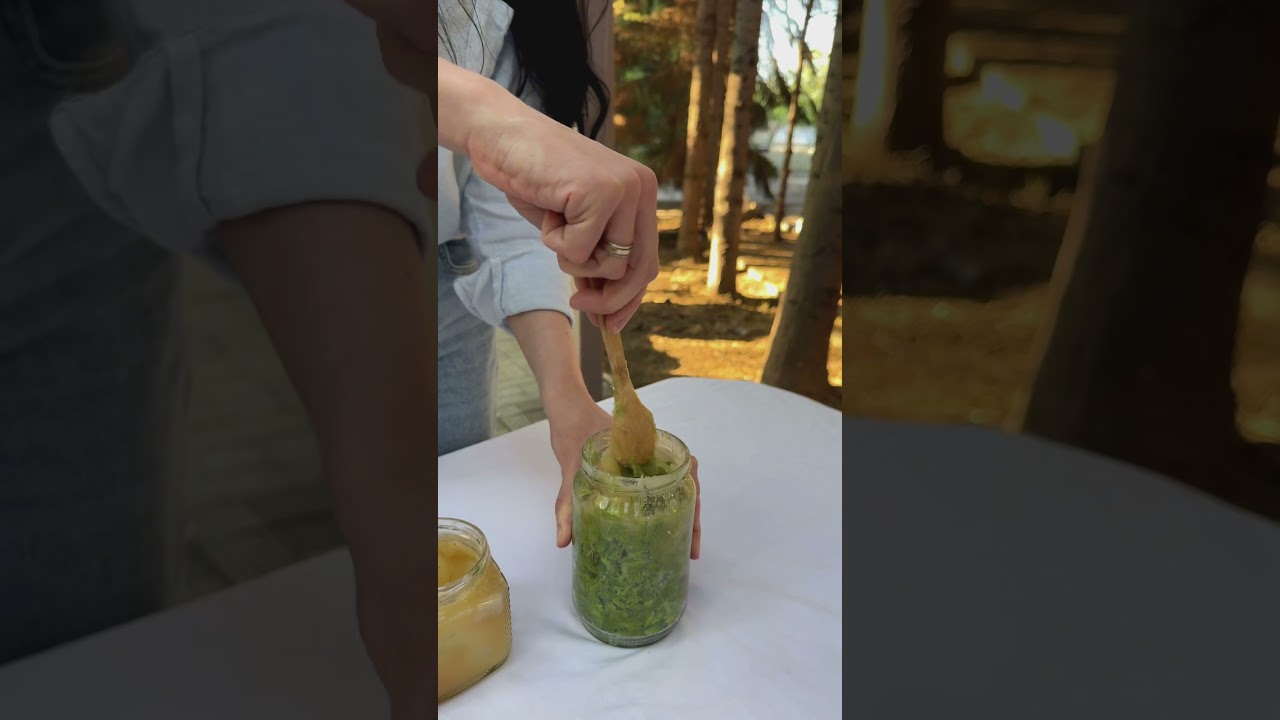 Эликсир здоровья. Еловые почки. Еловые веточки. Еловый сироп