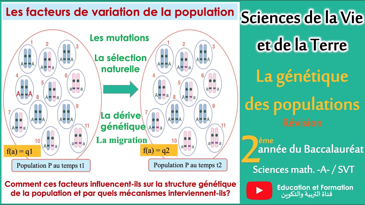 La génétique des populations - 2ème Bac SVT - 2ème Bac Sc. Math -A-