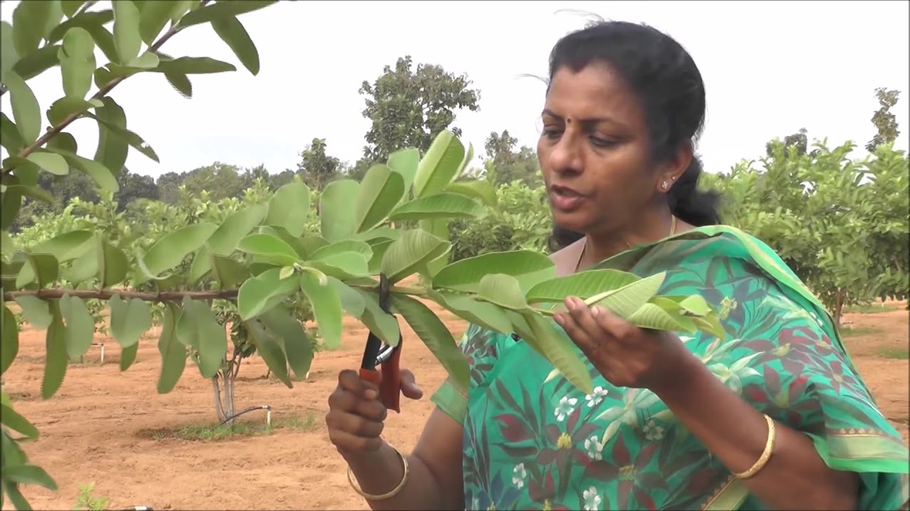 woman farmer success story in guava cultivation in ZBNF Kadapa district