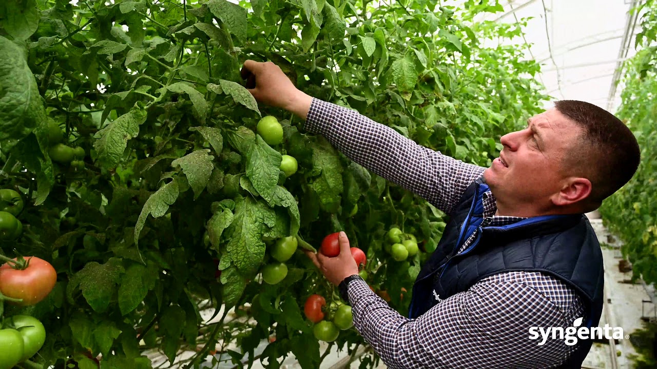 malduo pink tomato from syngenta