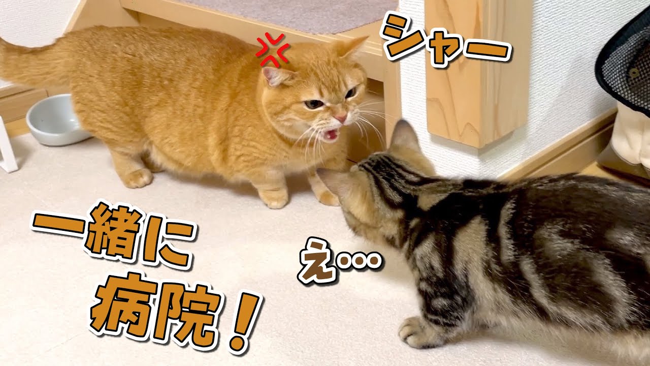 病院に行ったら機嫌を損ねた兄猫が子猫に八つ当たりしてきました！