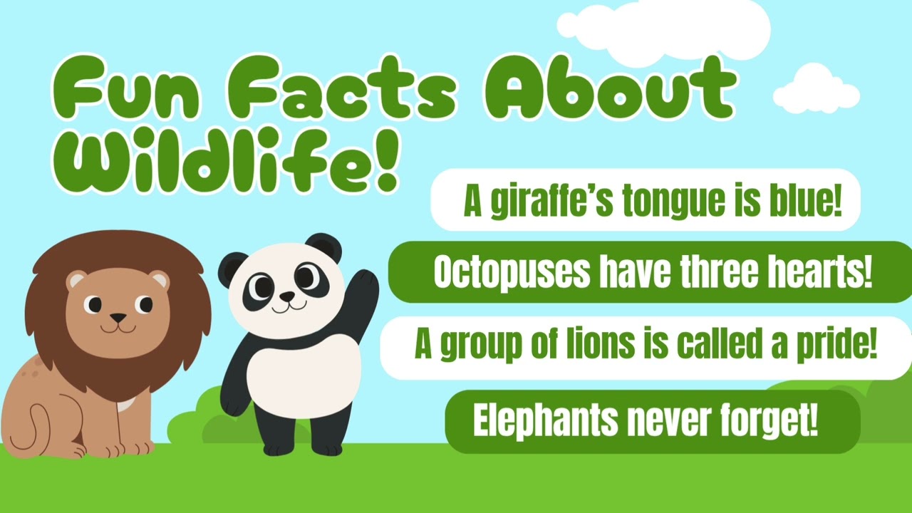 EVS-G.K.- World wildlife Day-Amazing animals of the world - for kids to learn and understand animals