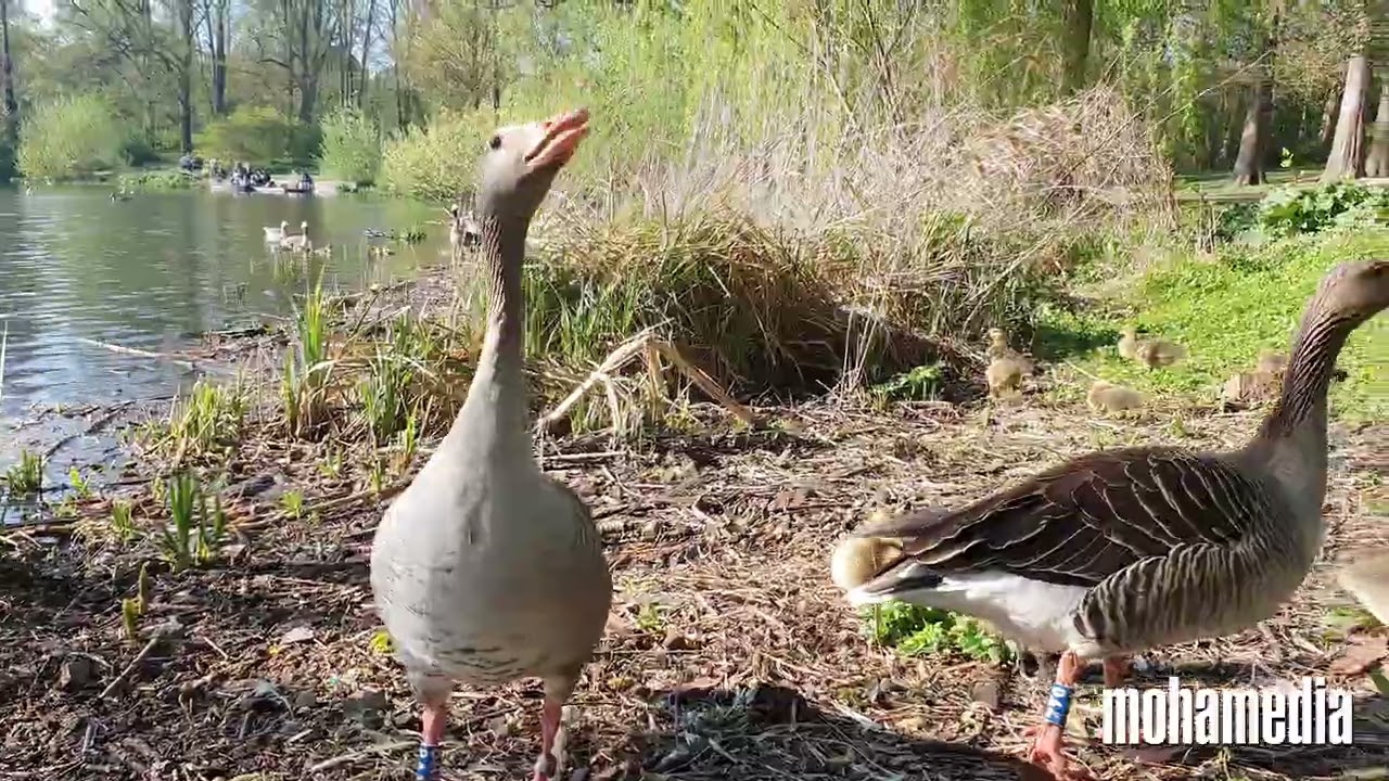 Goose Family in german park during spirngtime 4