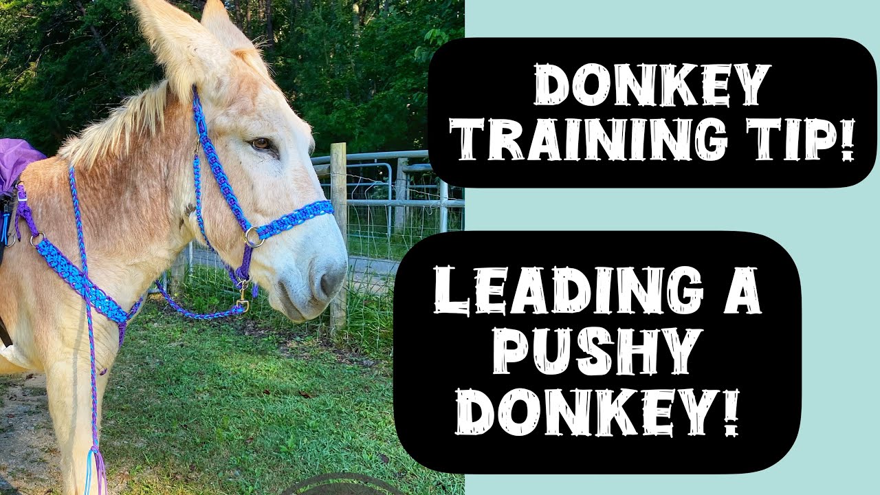Donkey Training Tip! Training a donkey to lead. Pushy donkey problems