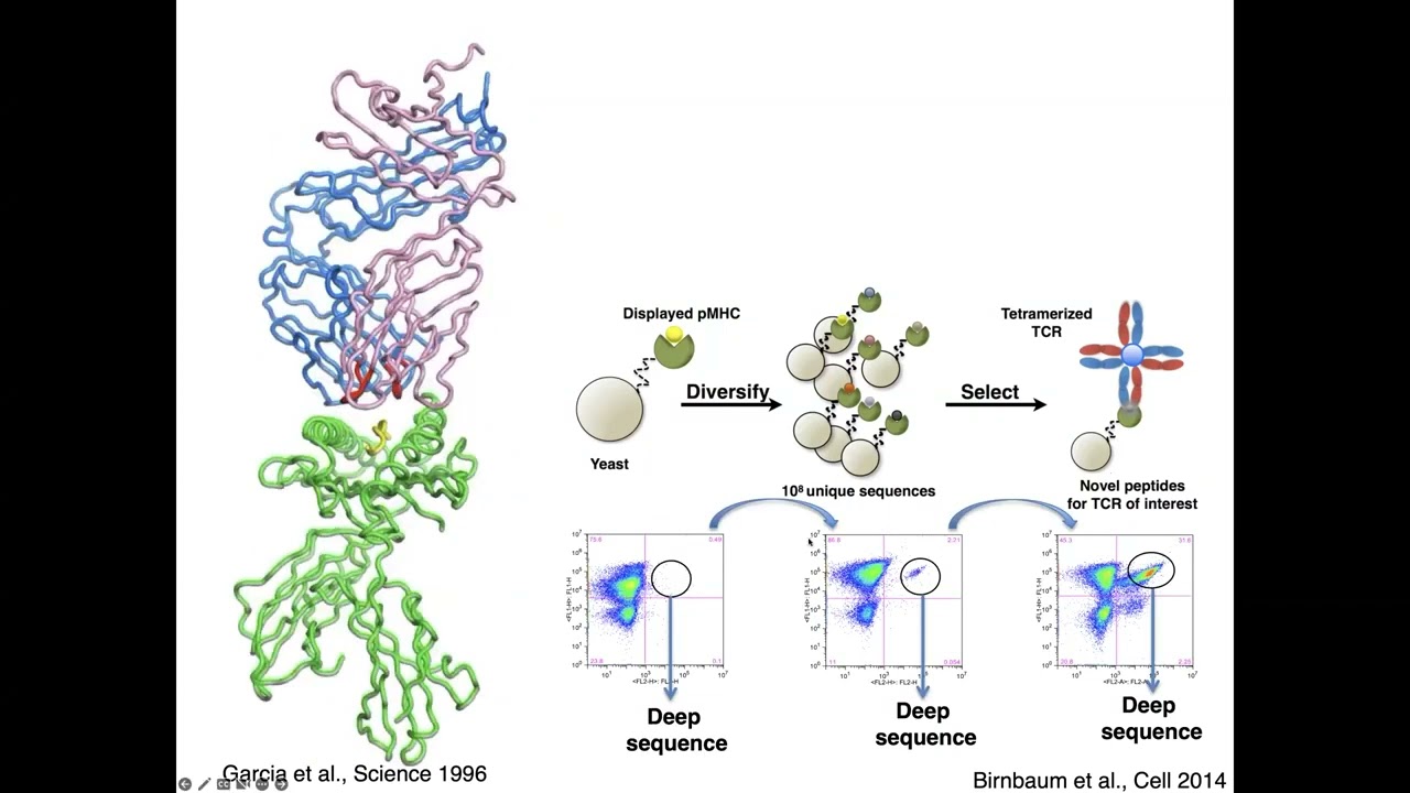 Scientist Stories: Chris Garcia, Principles of Antigen Recognition with Protein Engineering