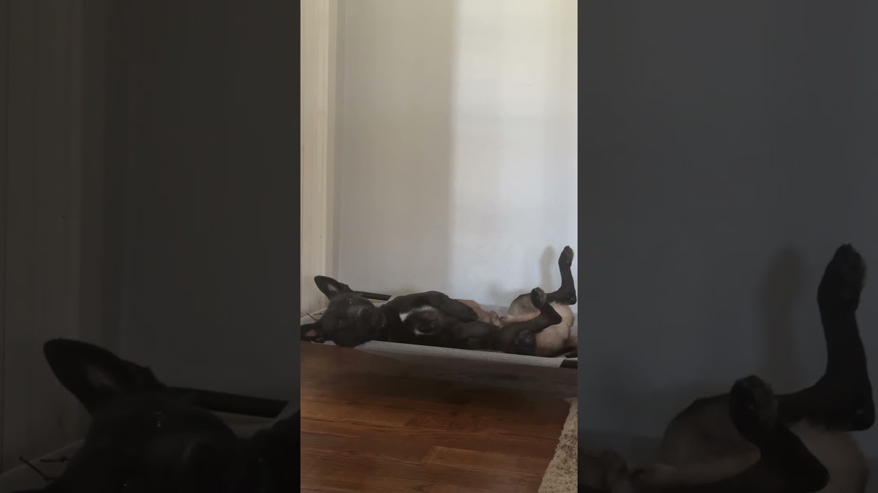 Wizard executive protection dog showing off his goofy side 