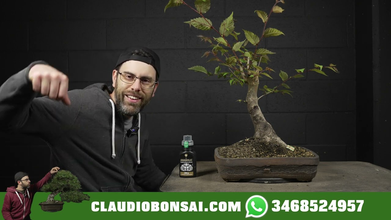 BONSAI E MARCIUME RADICALE