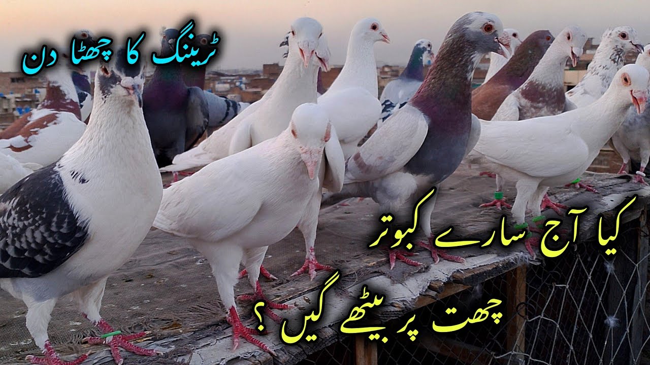 Kia aj saray Kabootar chath par bethein gein ? | How to Train Pigeons | Pigeons Training Day 6