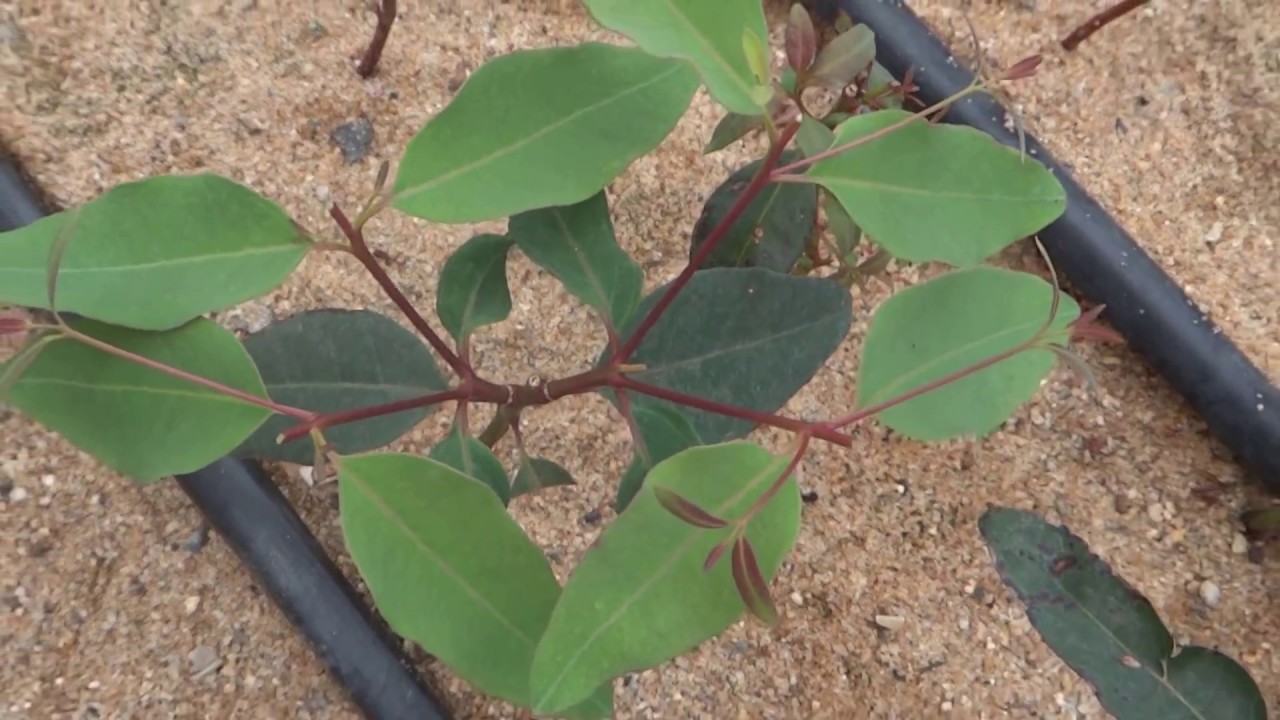 MINI JARDIM CLONAL DE EUCALIPTO  - MODELO TAÇA RR AGROFLORESTAL