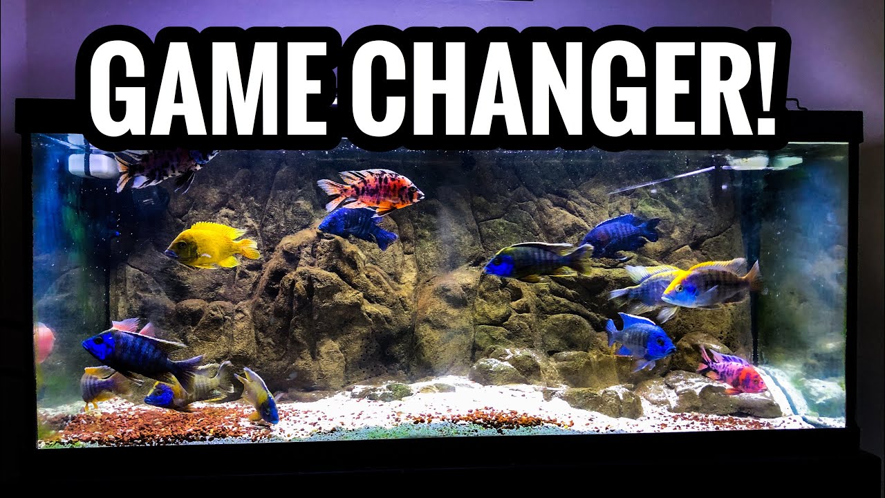 EVERY Aquarium Needs This Device!