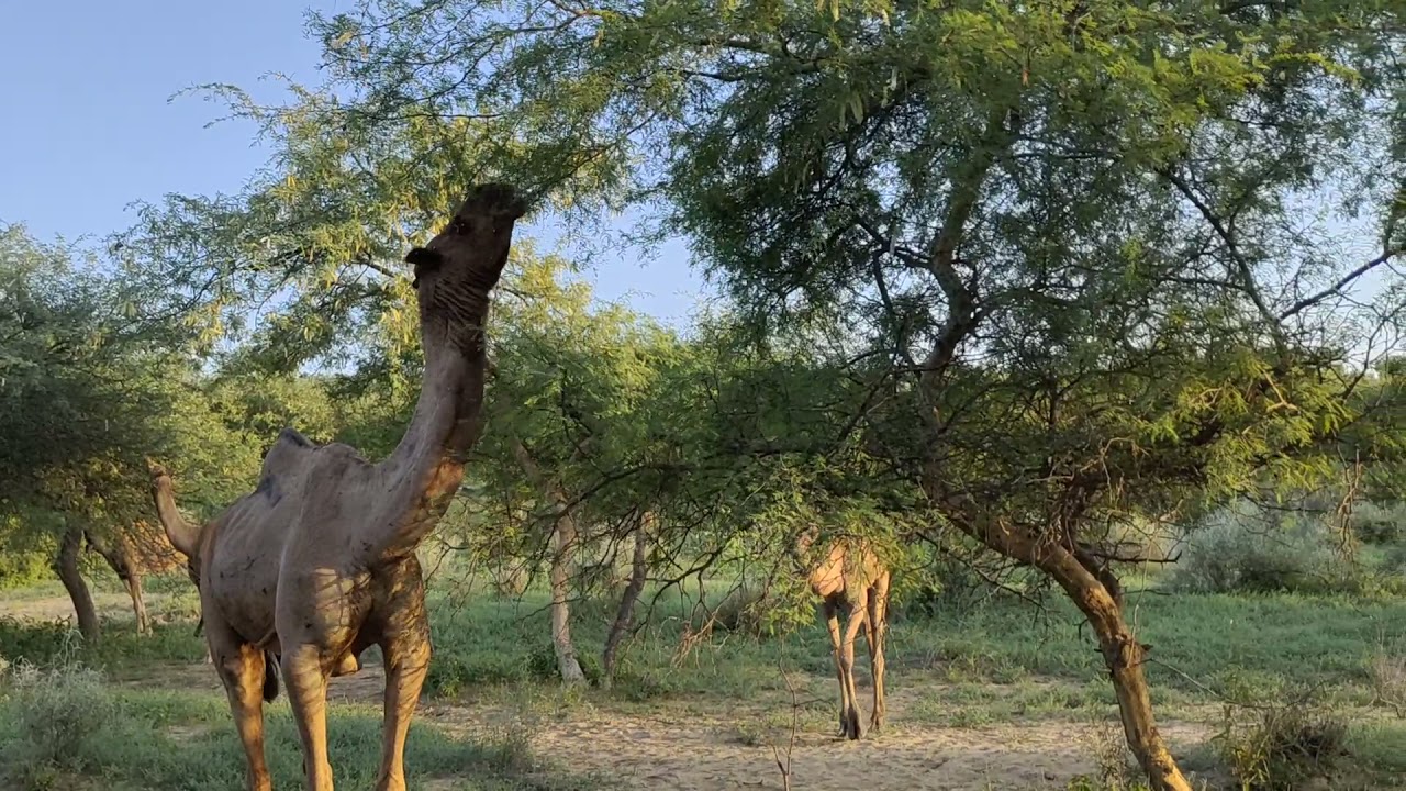 A herd of camels grazing in 🏜️ forest after rains