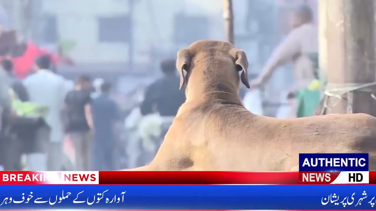 Karachi Baldia Town Crisis | Stray Dog Attacks & Basic Facilities Missing | Authentic News