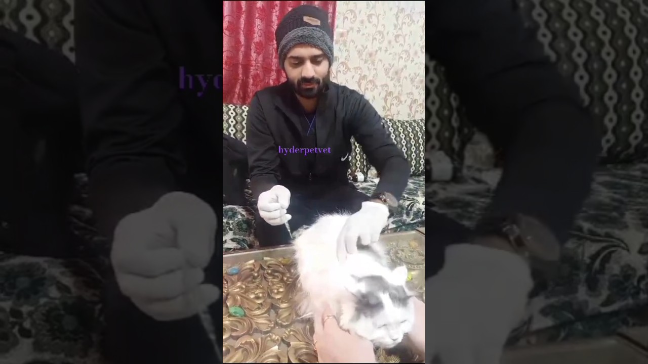 How to give subcutaneous injection in cat #injection #cat