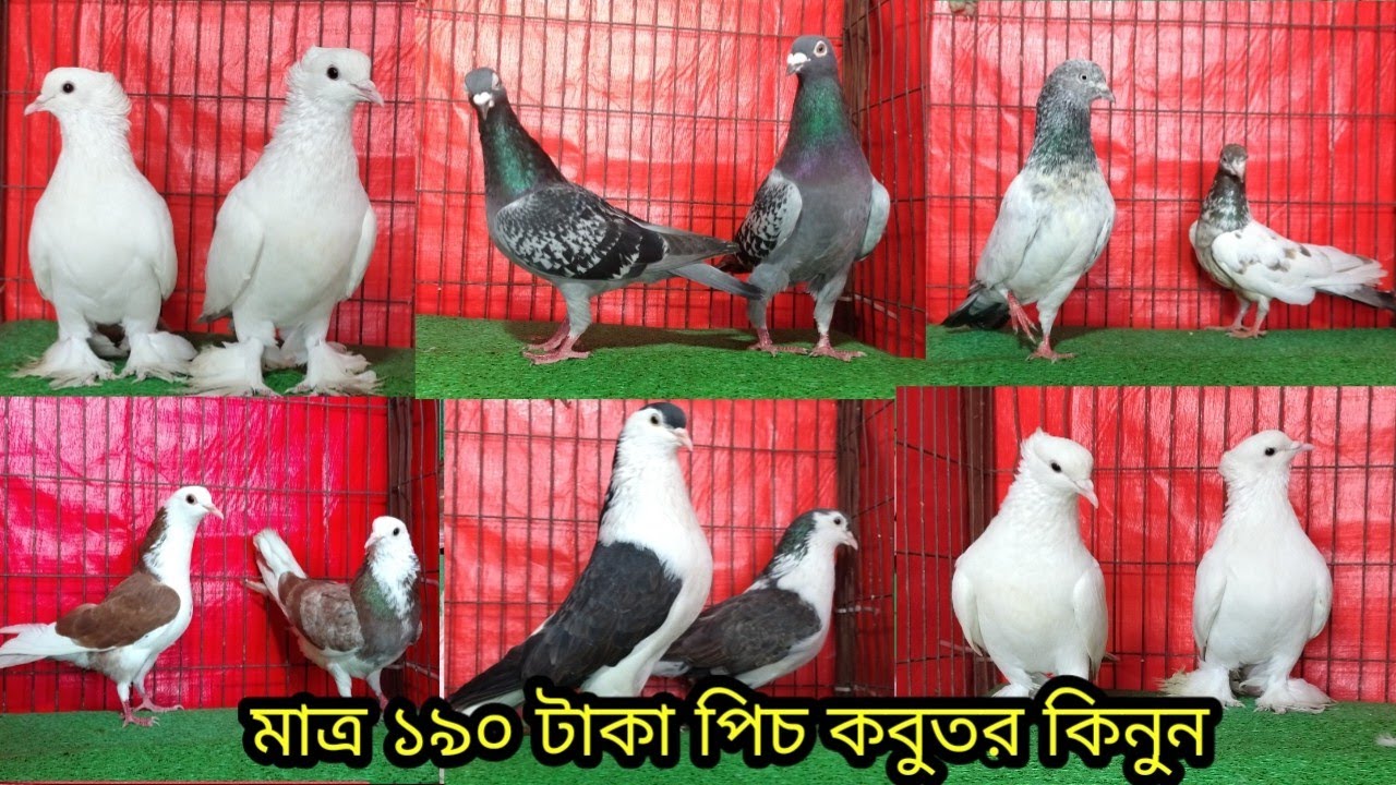 কম দামে ভালো মানের কবুতর কিনুন আজই||রেজা কবুতর ঘর বগুড়া||কবুতরের দাম দর-২৬||pegion price bd|| 7/3/26