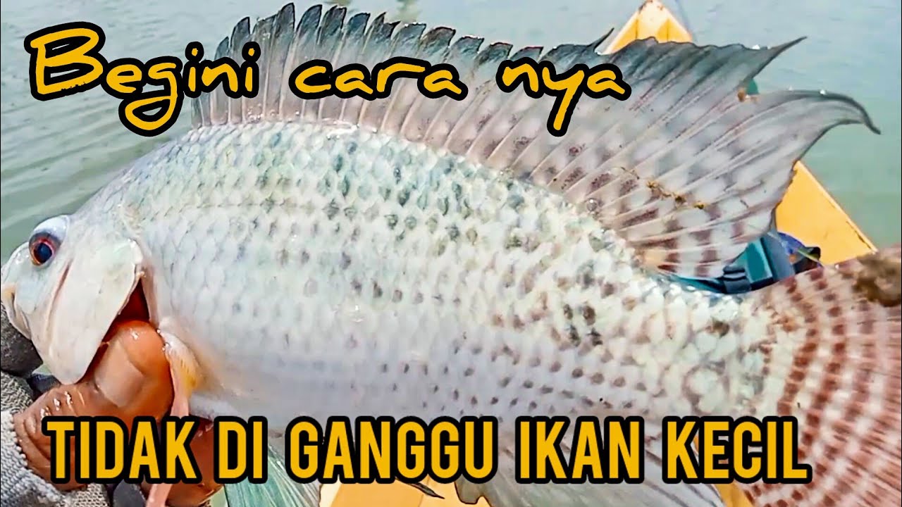 Begini cara Usir ikan kecil yg besar mau makan