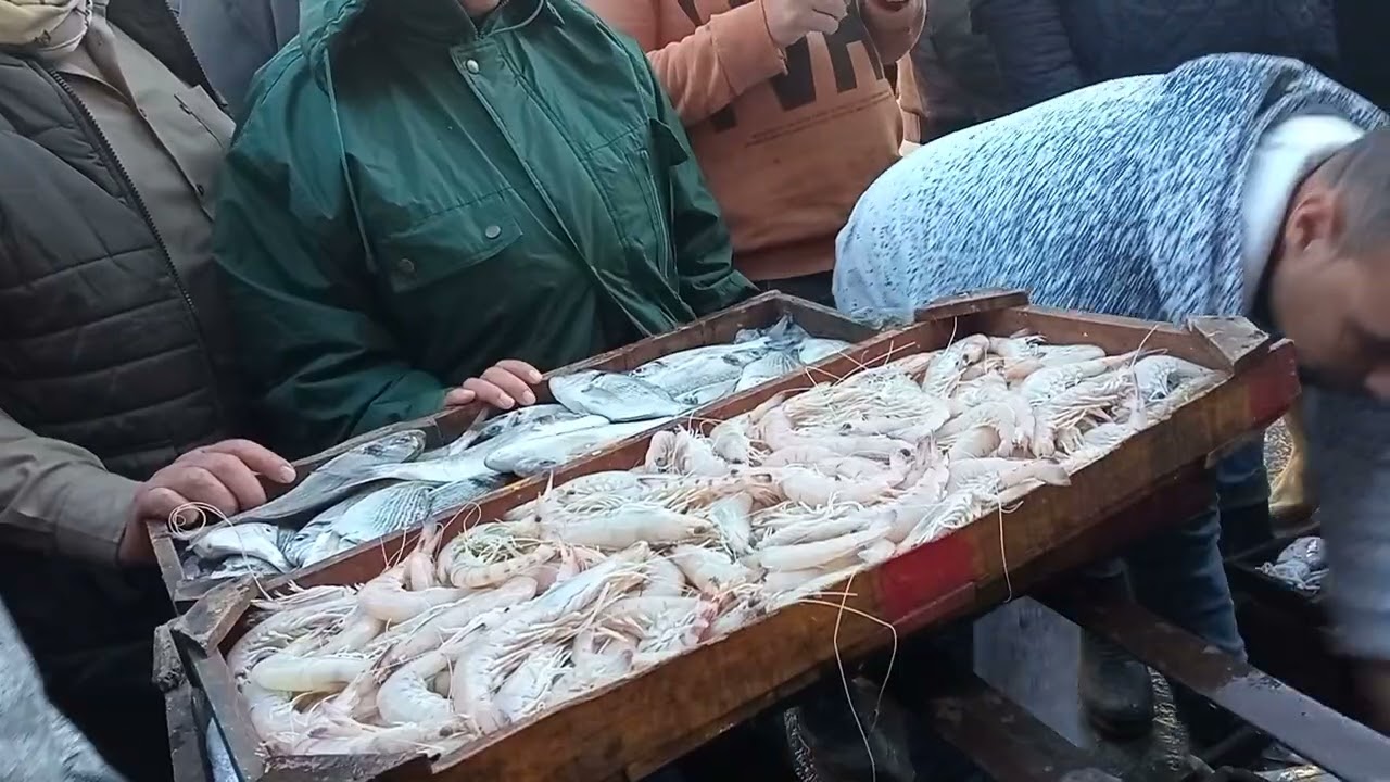حلقه اسماك المعديه السيد ابو فريده 01285883615