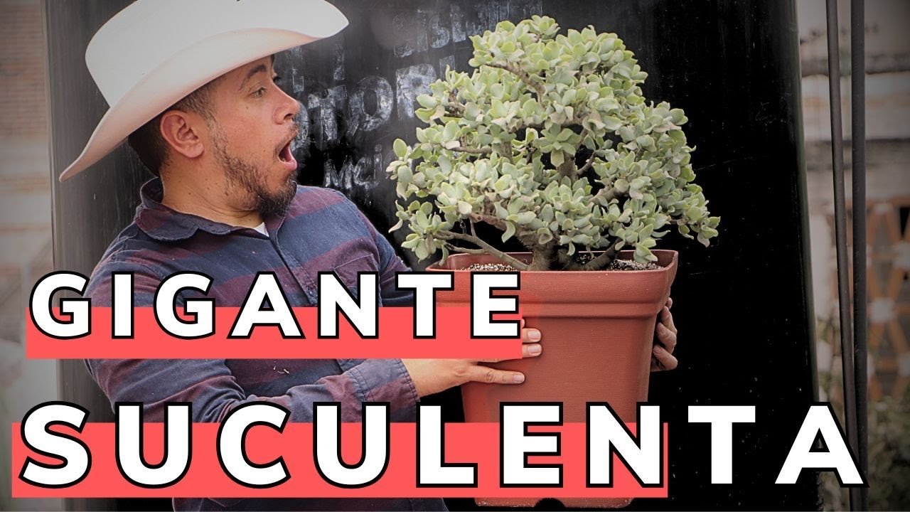 La Suculenta Mas Grande De Mi Colección || Trasplante