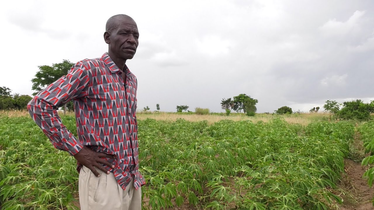 Cassava Improvement in Tanzania: Plant Breeding to Protect Cassava Farmers' Livelihoods