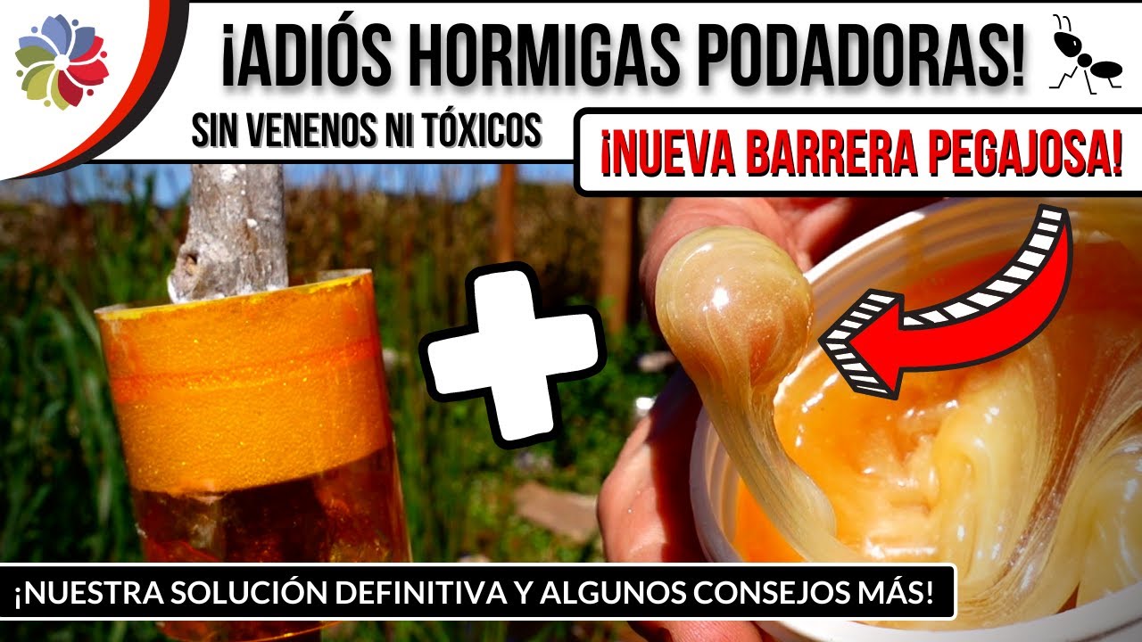 ¡ADIÓS HORMIGAS PODADORAS Y SIN usar TÓXICOS! 🐜 BARRERA PEGAJOSA ANTI HORMIGAS 🌳 + TIPS