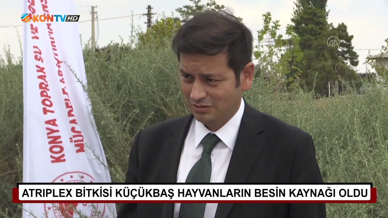 ATRIPLEX BİTKİSİ K&Uuml;&Ccedil;&Uuml;KBAŞ HAYVANLARIN BESİN KAYNAĞI OLDU