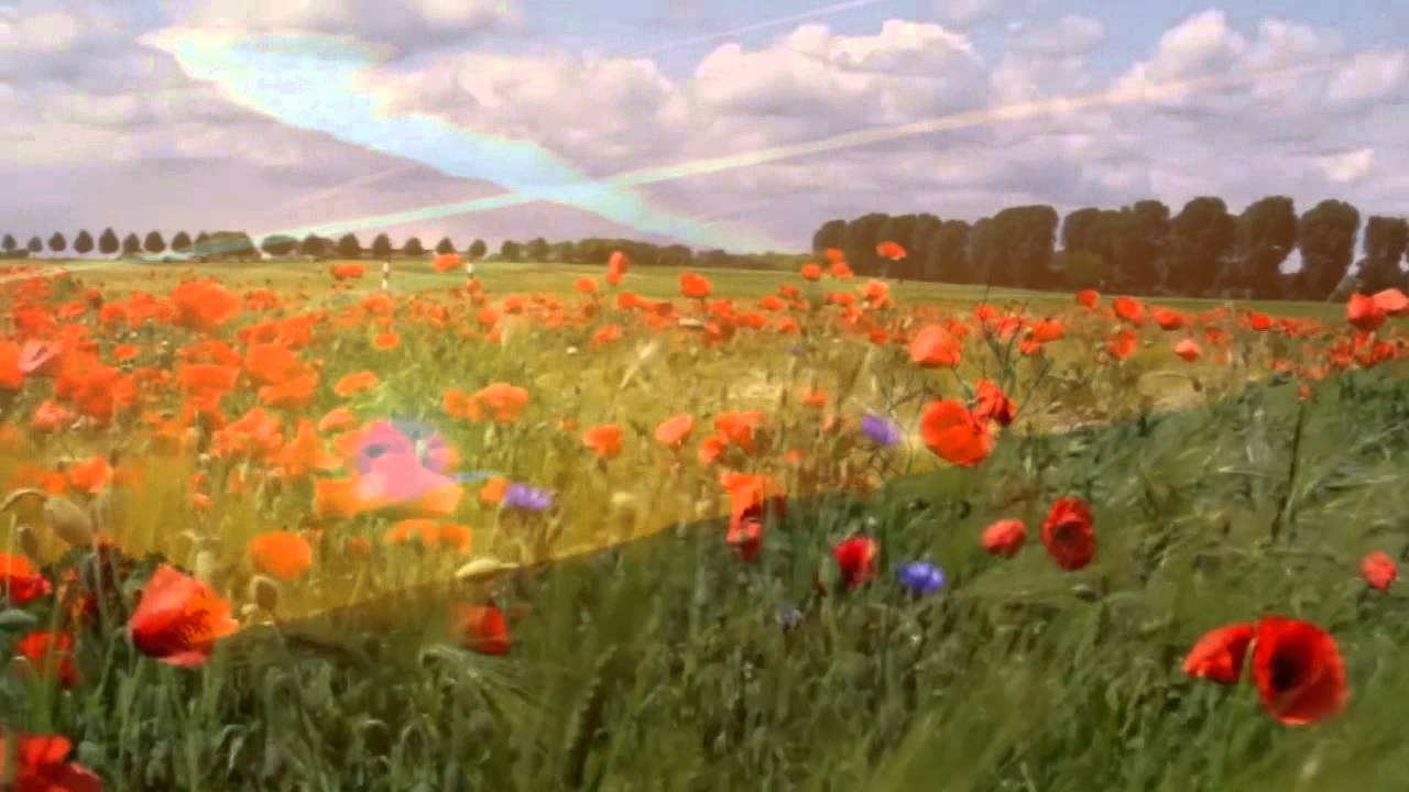 Remembrance day video
