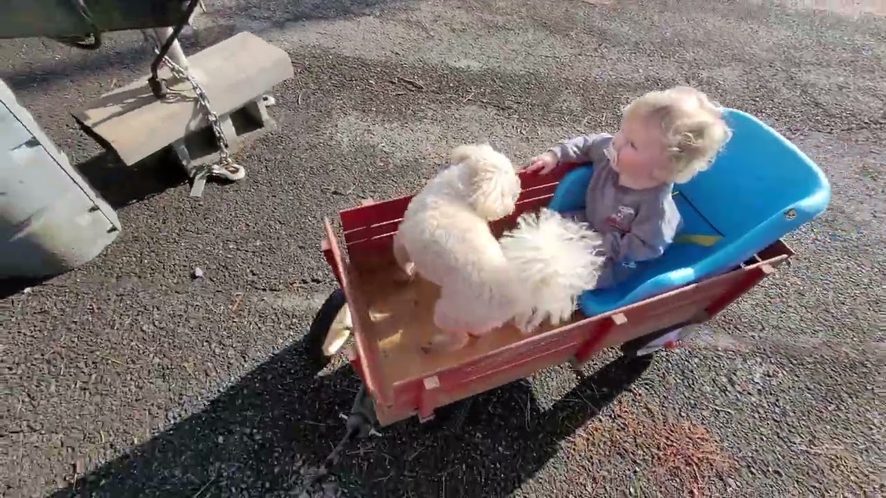 Colt And Tucker Go For A Ride